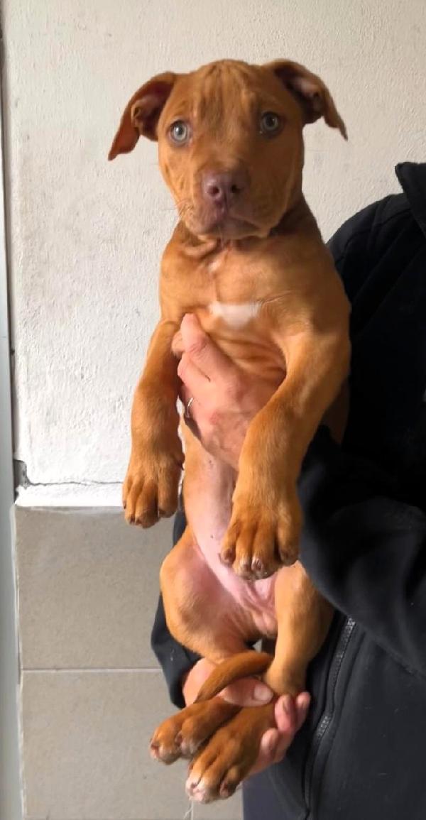 MAMMA ANDROMACA E I SUOI 4 CUCCIOLI Foto 4